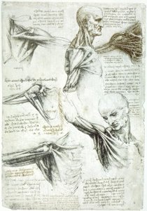Studi di anatomia da Leonardo da Vinci